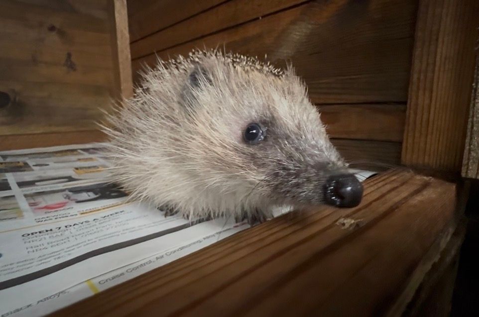 Ryston Rachel’s Hedgehog Hotel