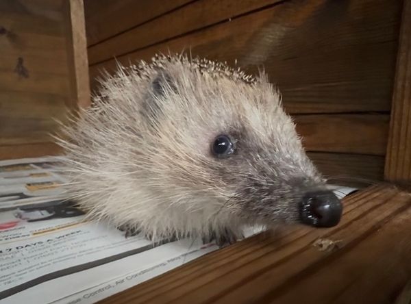 Ryston Rachel’s Hedgehog Hotel