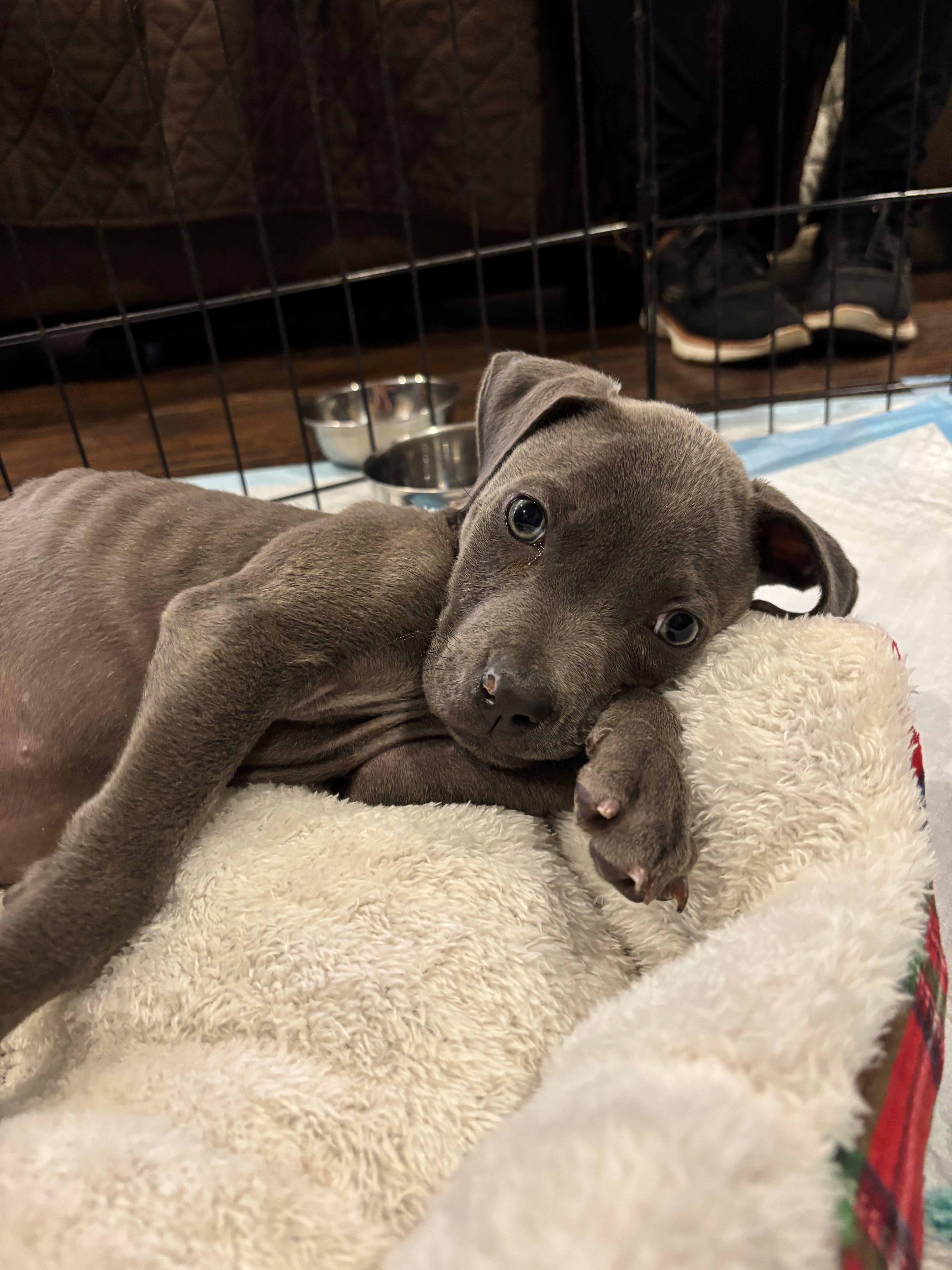 ALASKAS HOPE ANIMAL RESCUE