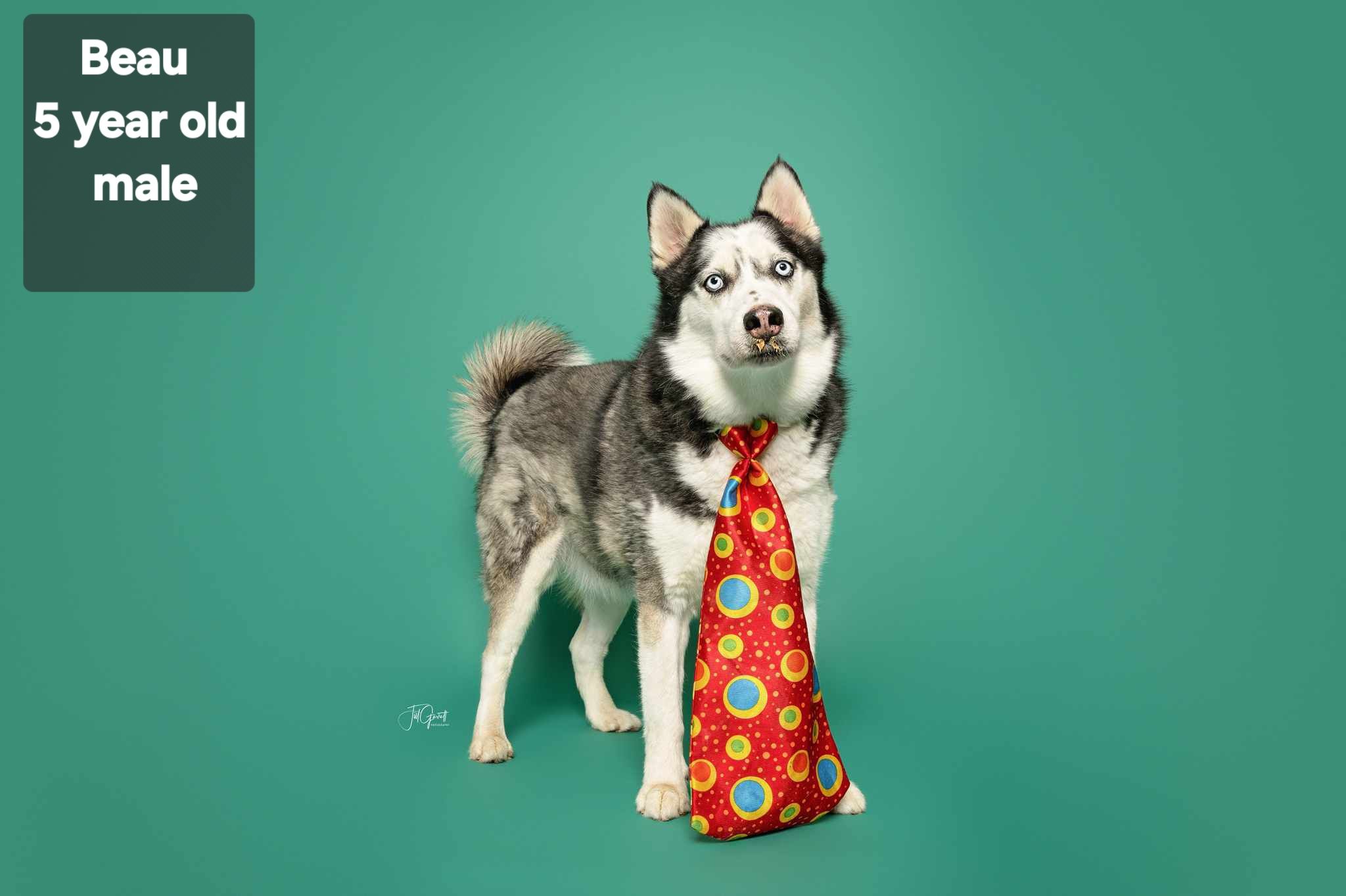 ALASKAS HOPE ANIMAL RESCUE