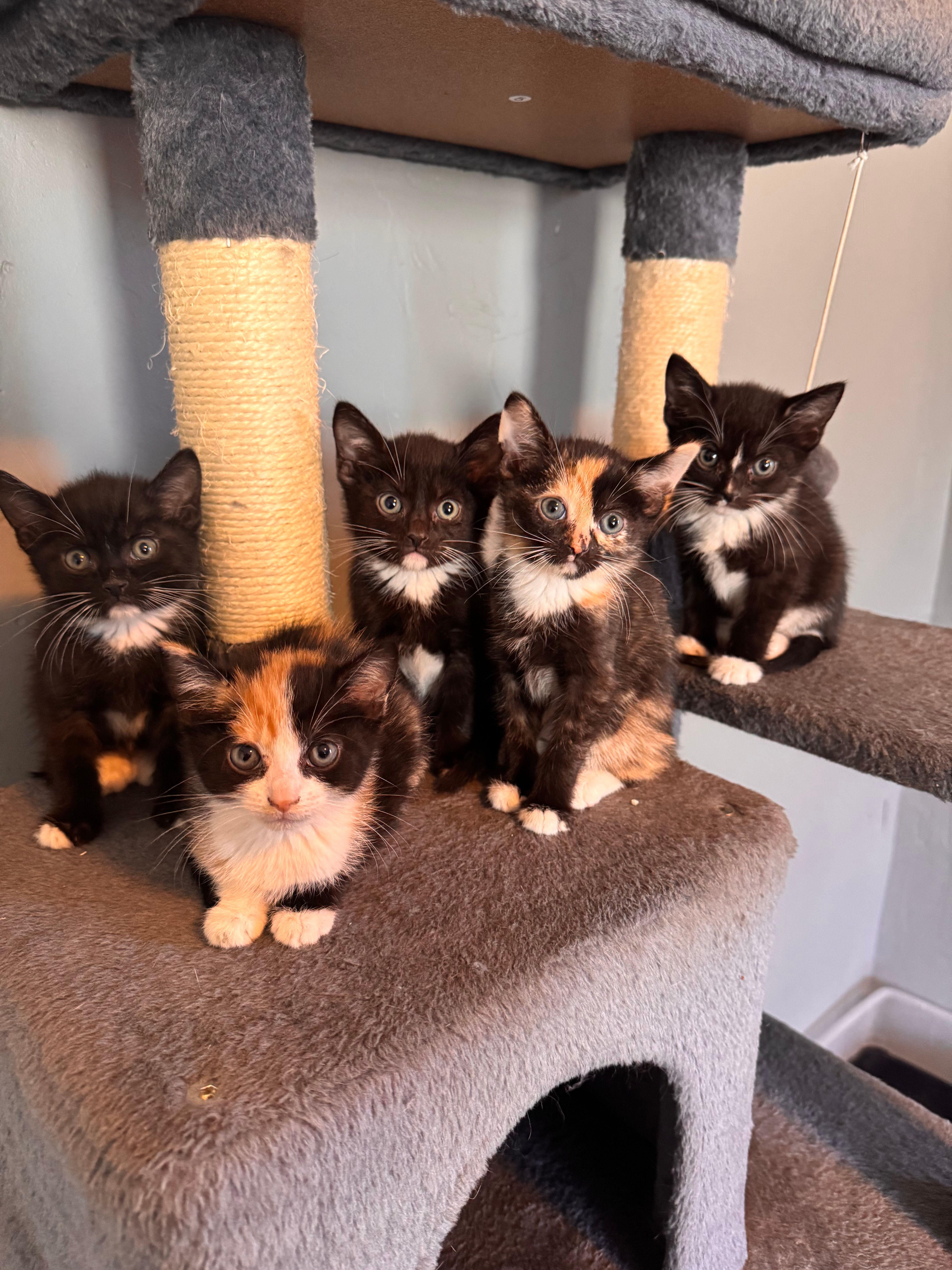 Fisher's Furry Friends Of PA