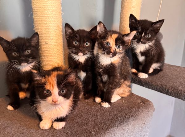 Fisher's Furry Friends Of PA