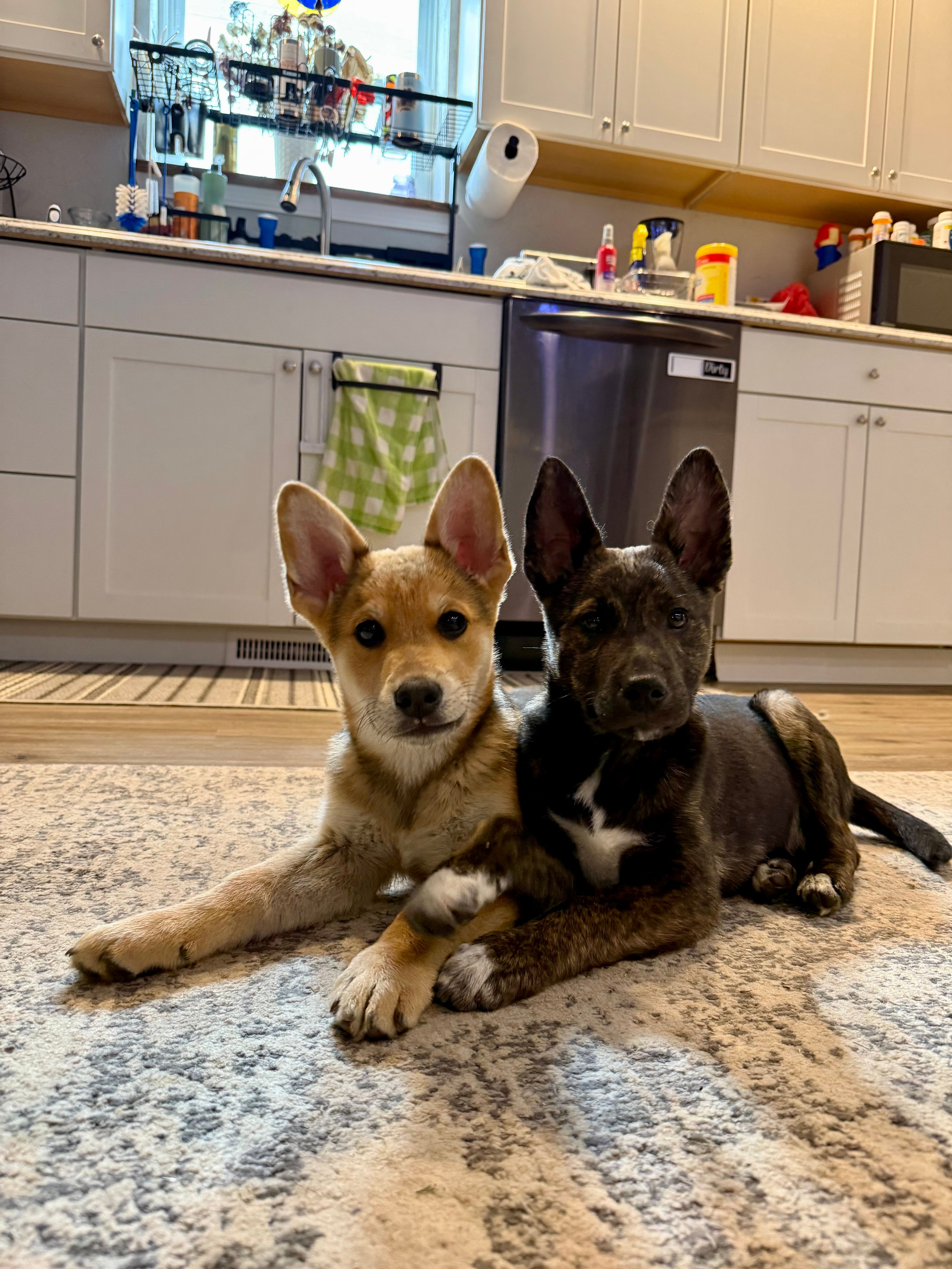 Fisher's Furry Friends Of PA