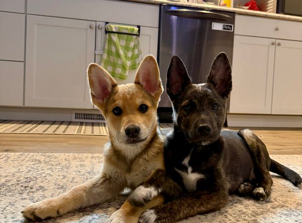 Fisher's Furry Friends Of PA