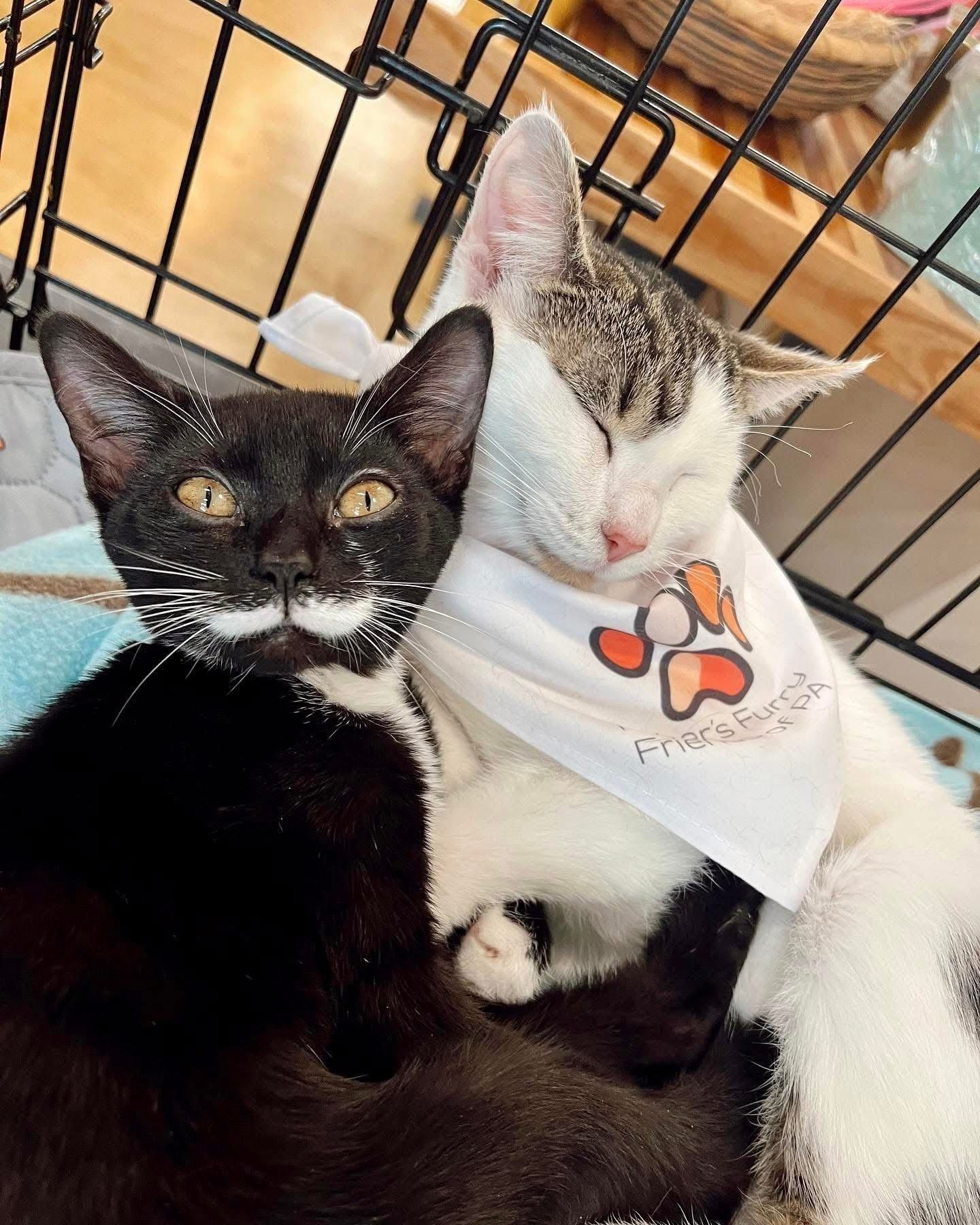 Fisher's Furry Friends Of PA