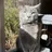 White oak safe animal shelter