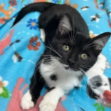 White oak safe animal shelter