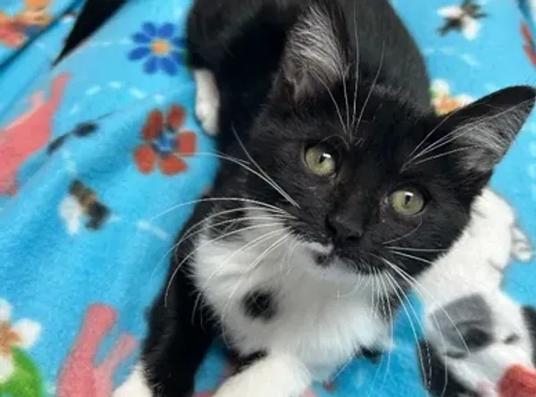 White oak safe animal shelter