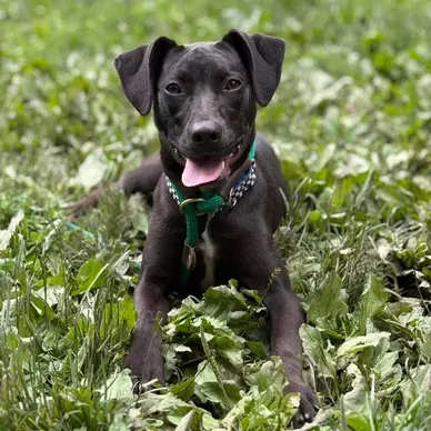 White oak safe animal shelter