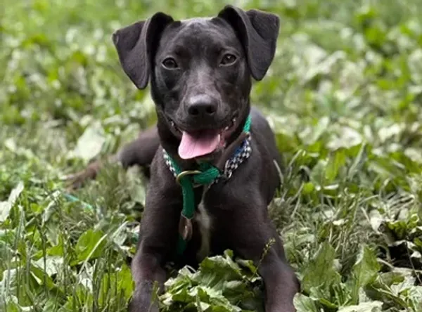 White oak safe animal shelter