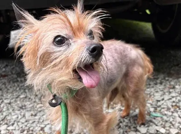 White oak safe animal shelter