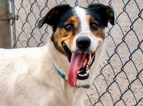 New Start Dog Rescue of IL Corp