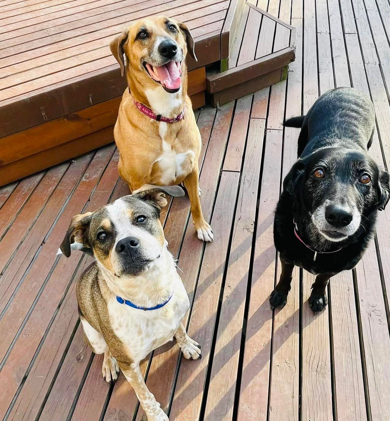 New Start Dog Rescue of IL Corp