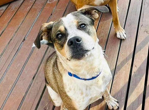 New Start Dog Rescue of IL Corp