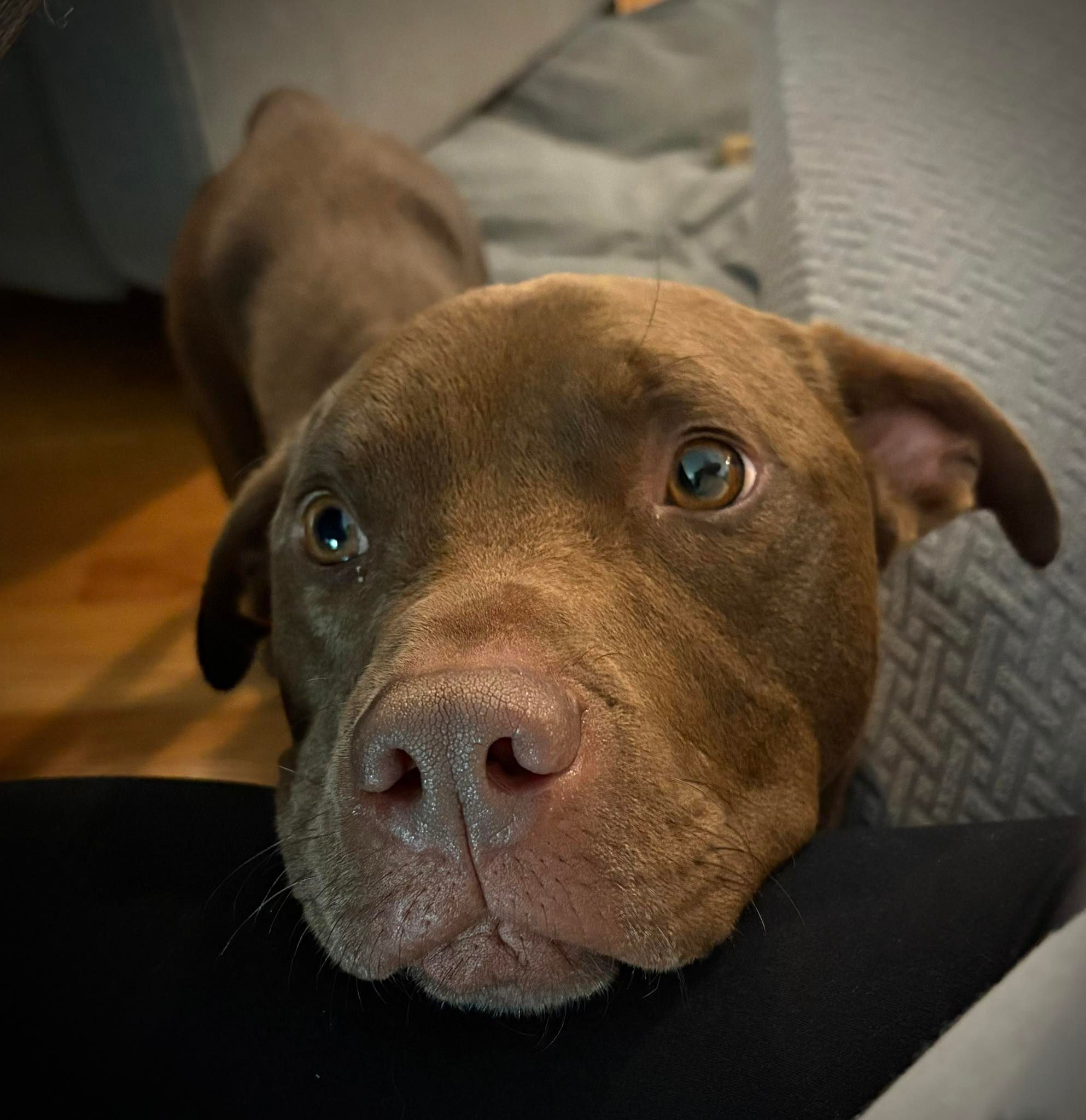 New Start Dog Rescue of IL Corp