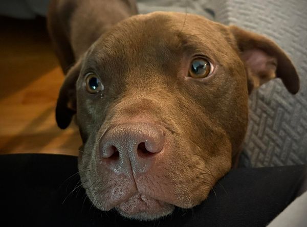 New Start Dog Rescue of IL Corp