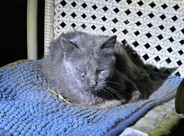 Precious Paws Cat Rescue