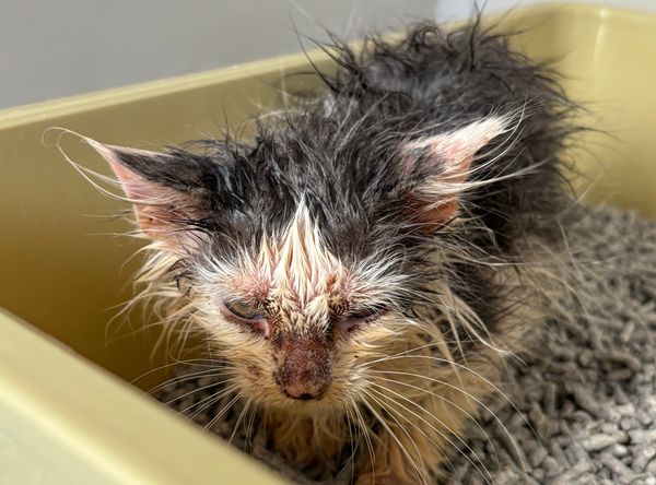 Precious Paws Cat Rescue