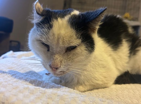 Precious Paws Cat Rescue