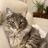 Valley Cats - Alberni Cat Rescue