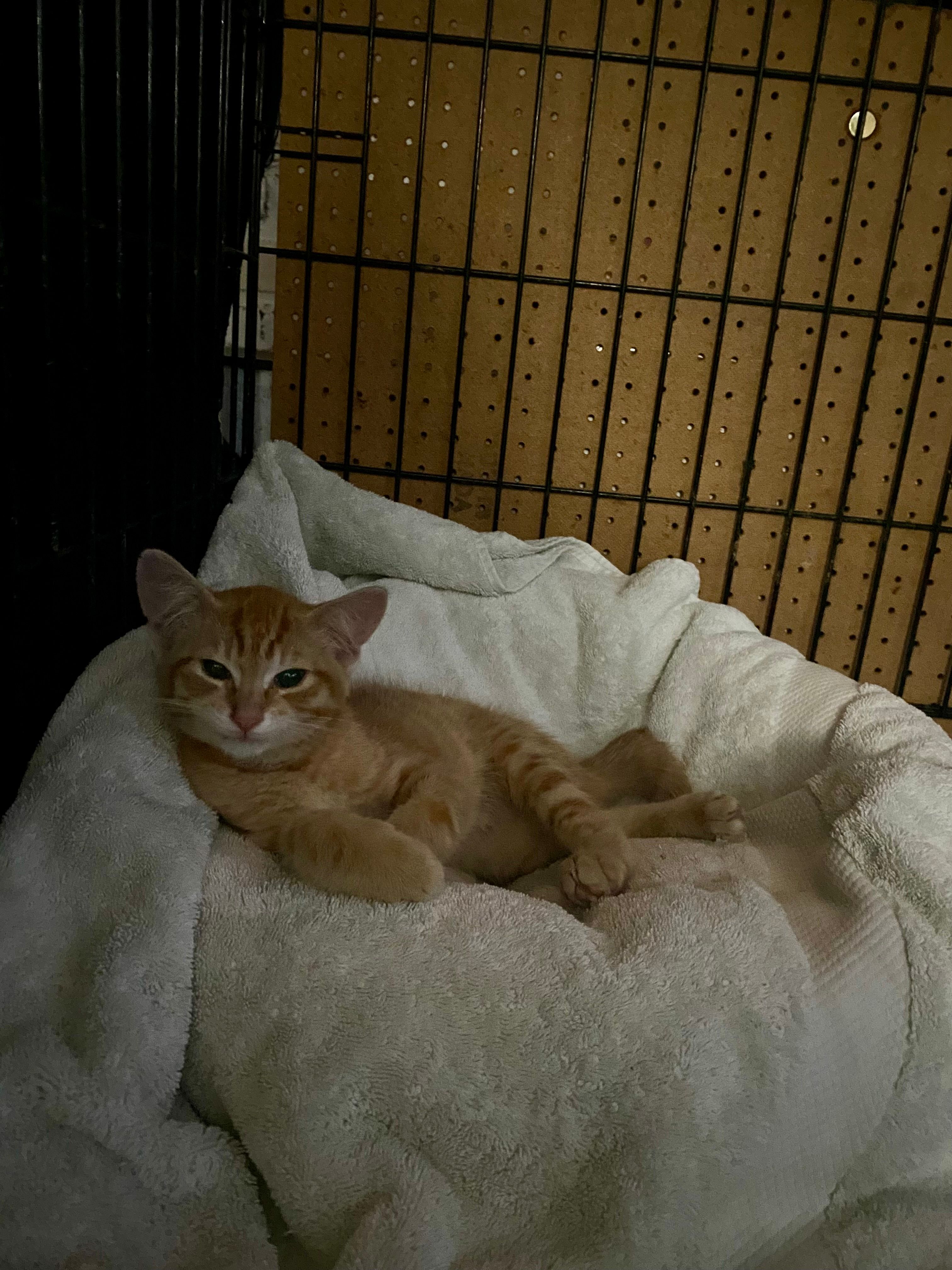 Valley Cats - Alberni Cat Rescue