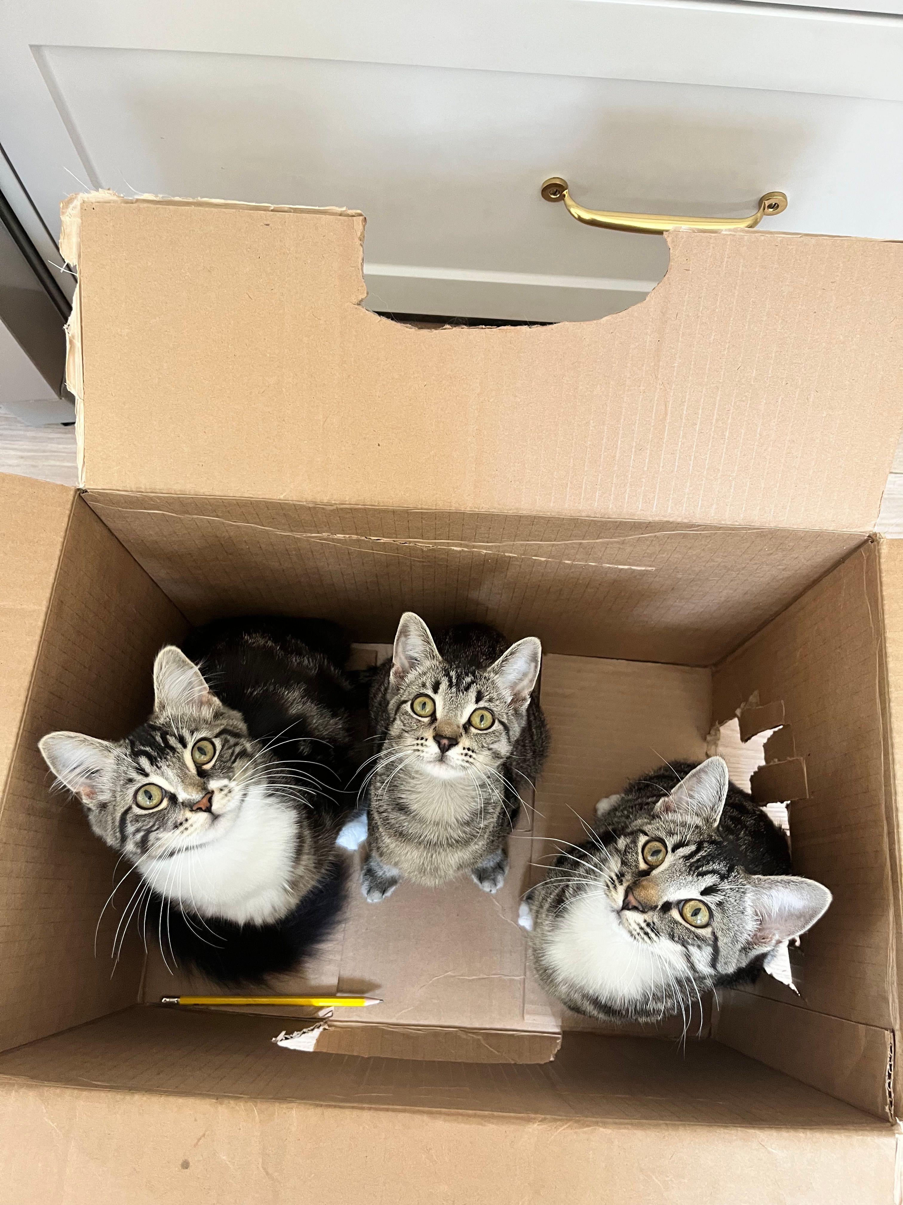 Valley Cats - Alberni Cat Rescue