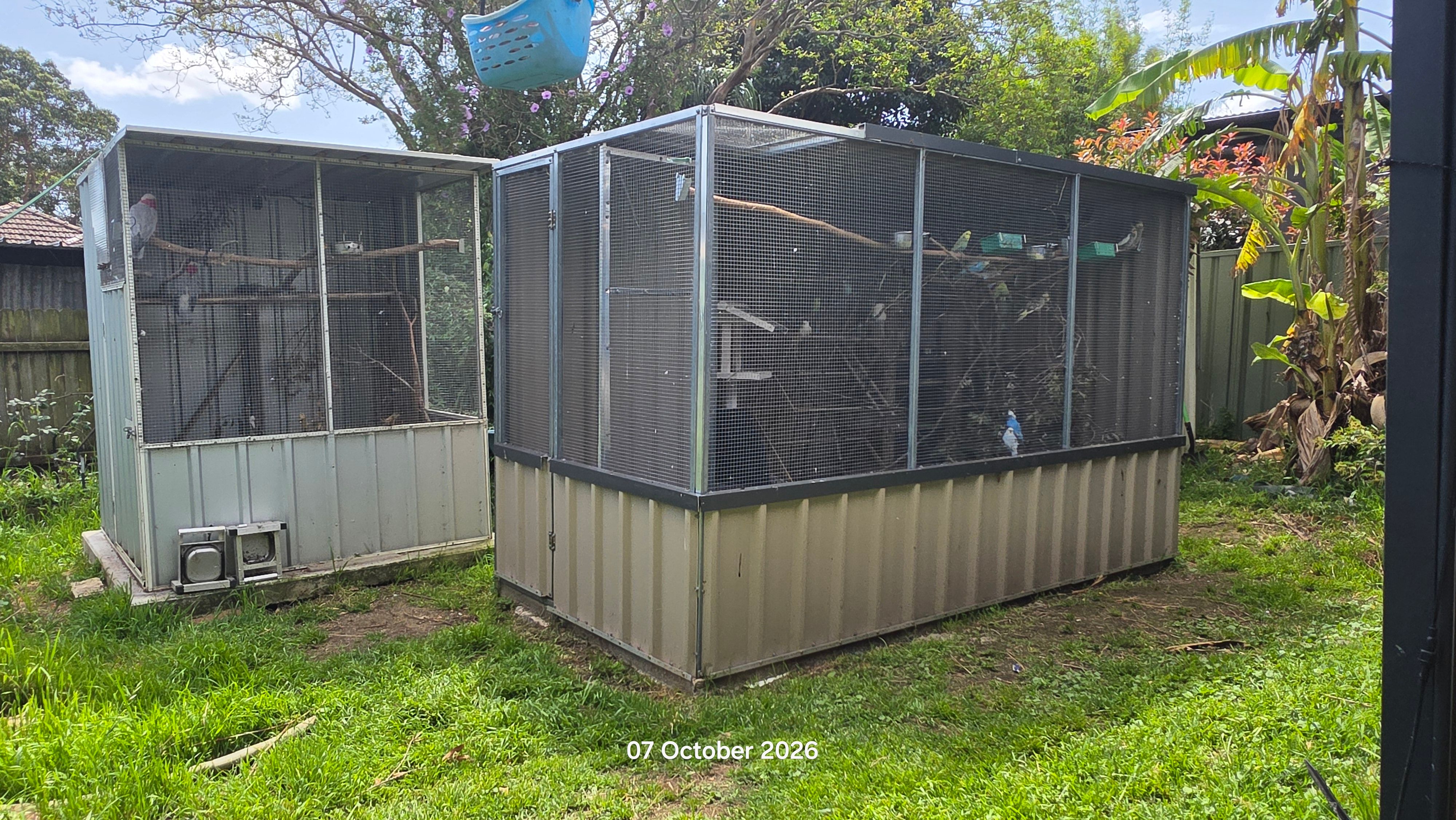 Budgie Sanctuary Rescue