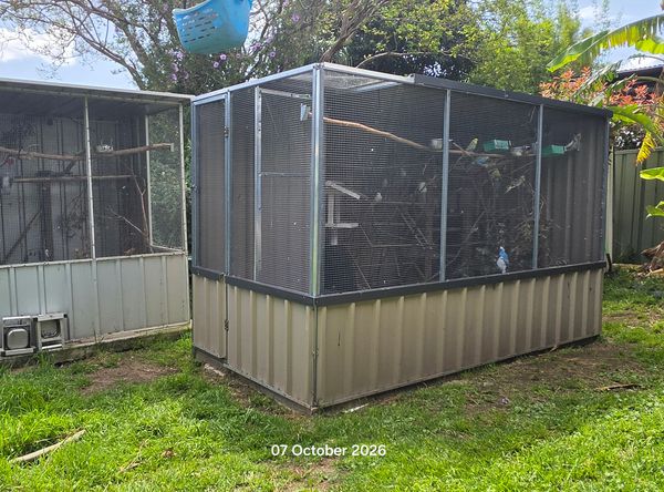Budgie Sanctuary Rescue