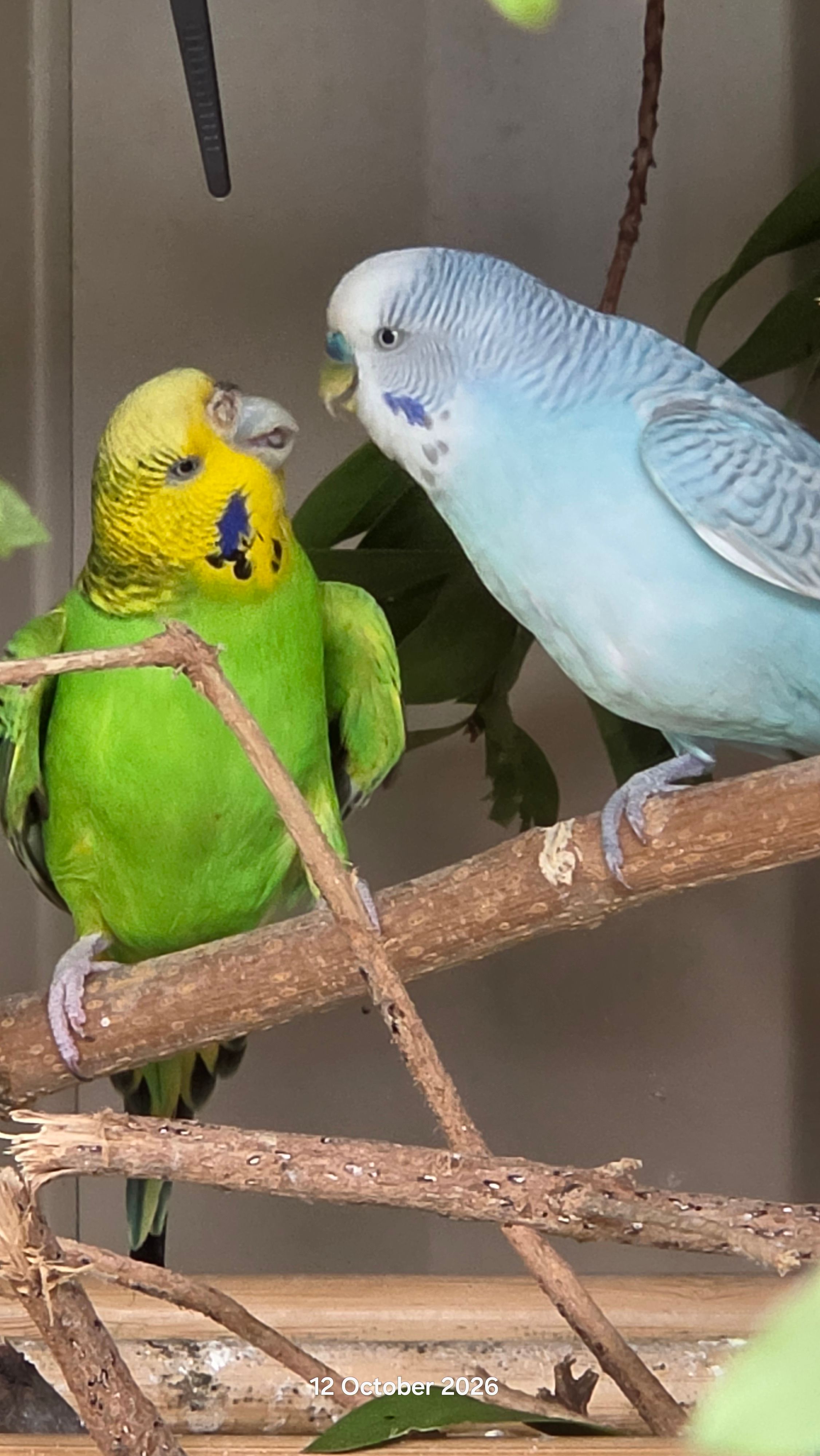 Budgie Sanctuary Rescue