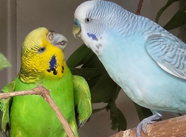 Budgie Sanctuary Rescue