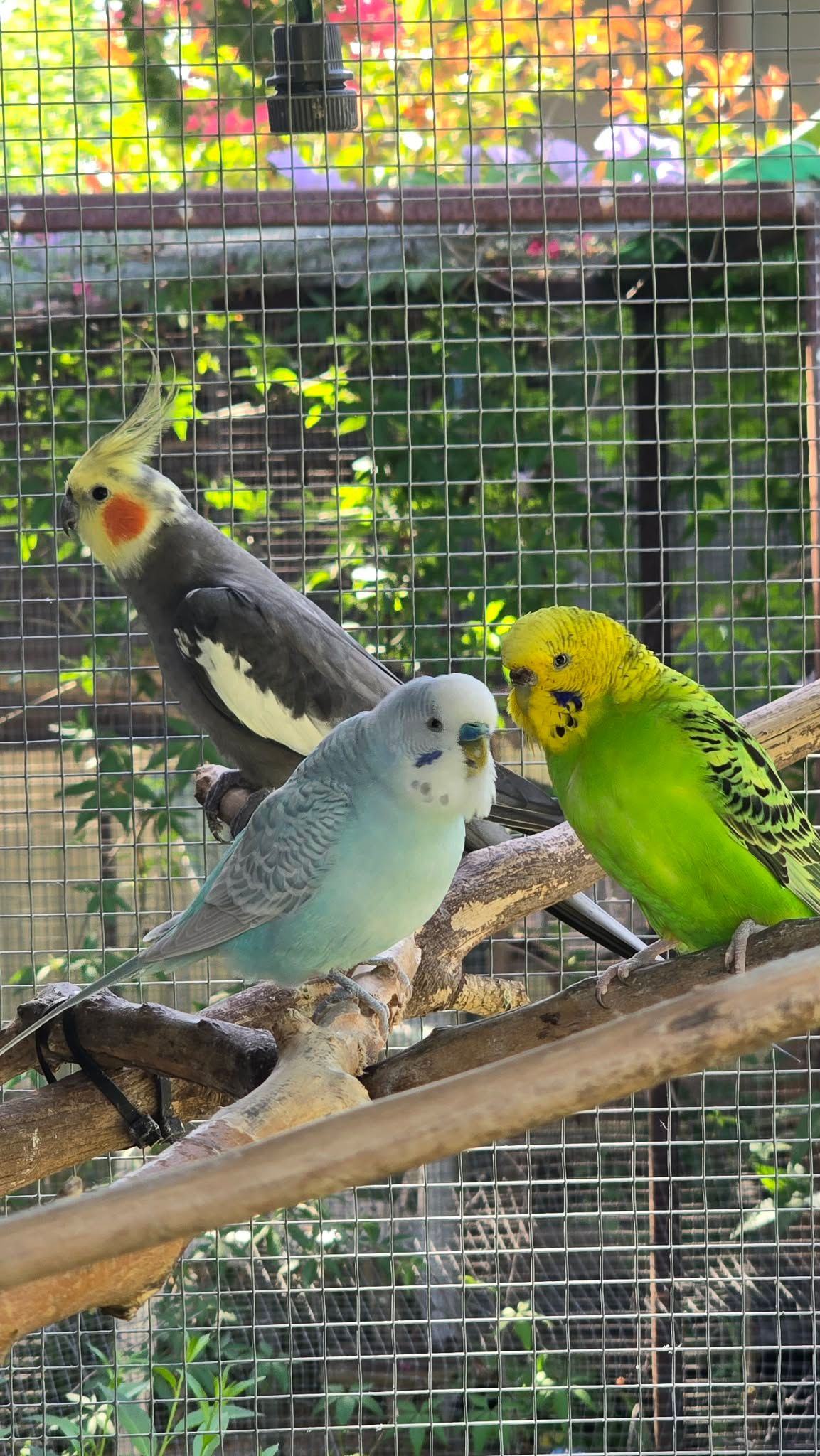 Budgie rescue and sanctuary
