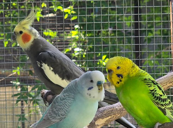Budgie rescue and sanctuary