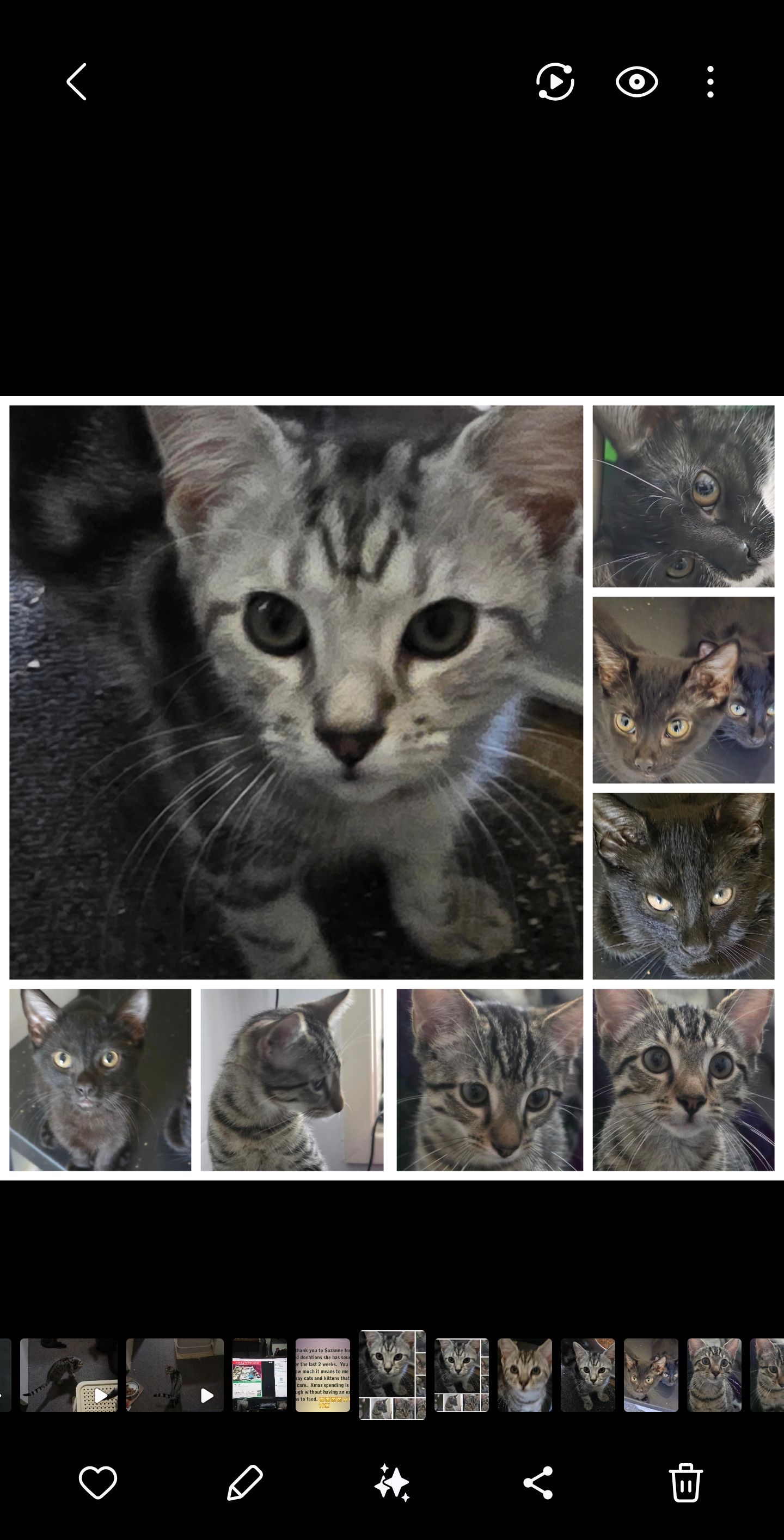 Budgie rescue and sanctuary