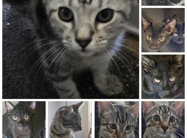 Budgie rescue and sanctuary