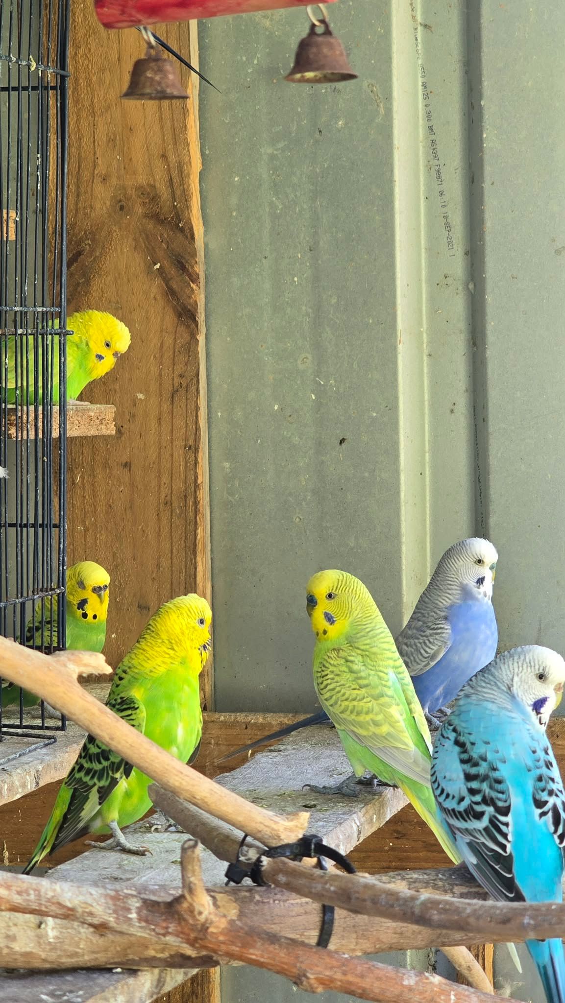 Budgie rescue and sanctuary