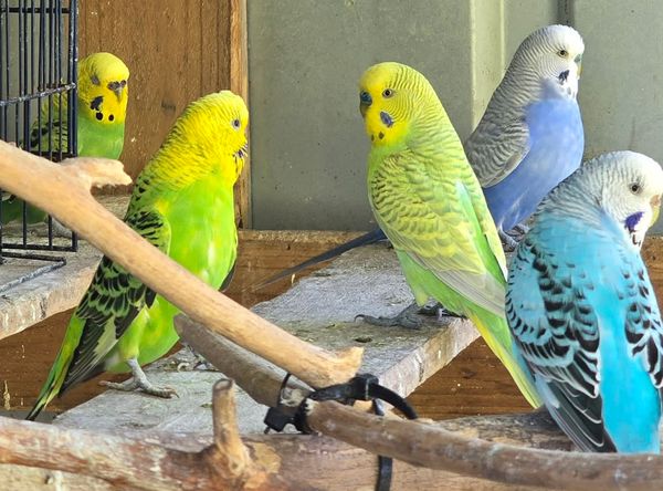 Budgie rescue and sanctuary