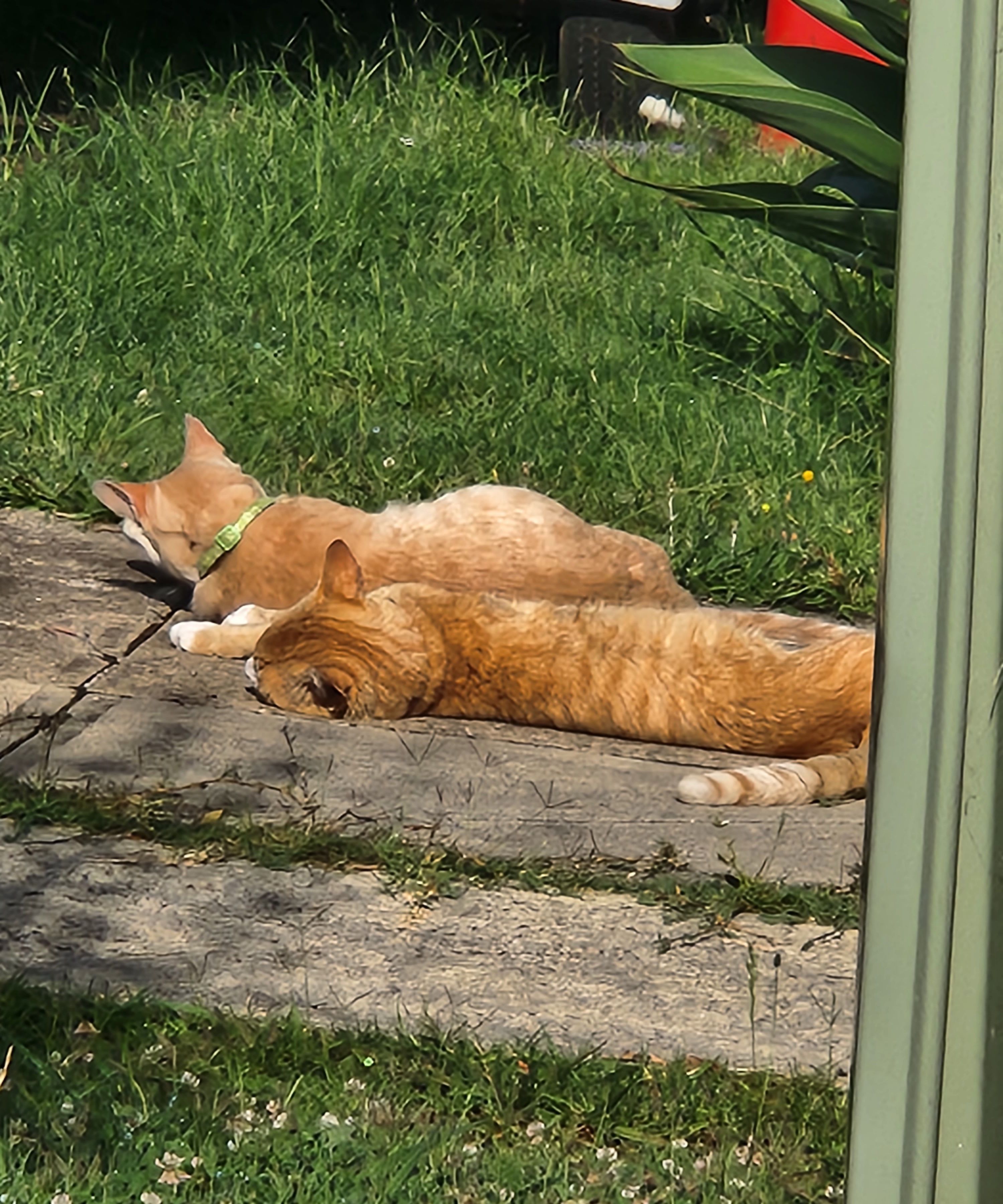 Budgie rescue and sanctuary