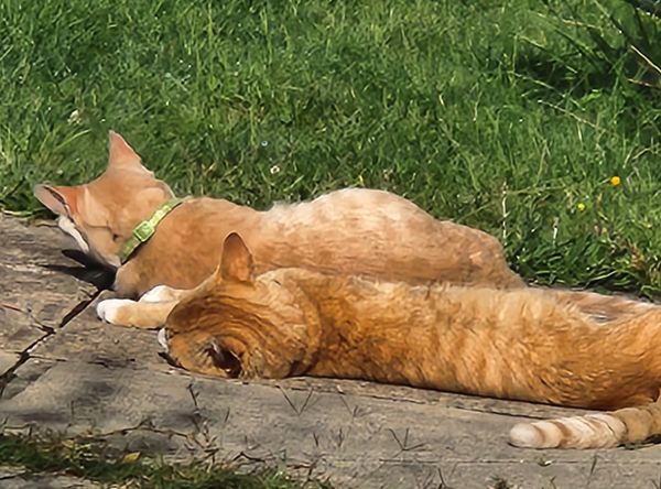 Budgie rescue and sanctuary
