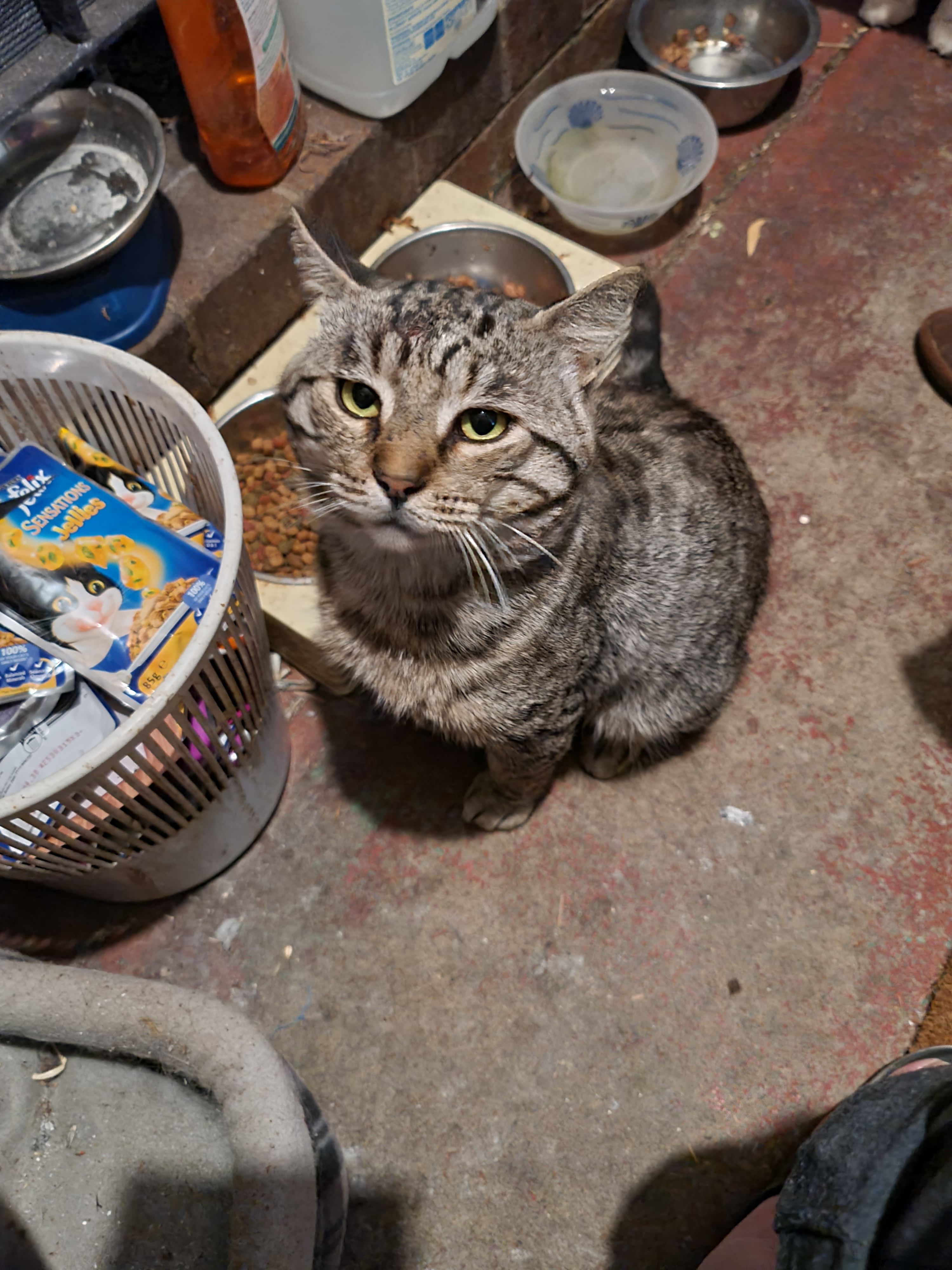 Budgie rescue and sanctuary