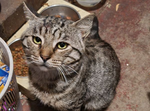 Budgie rescue and sanctuary