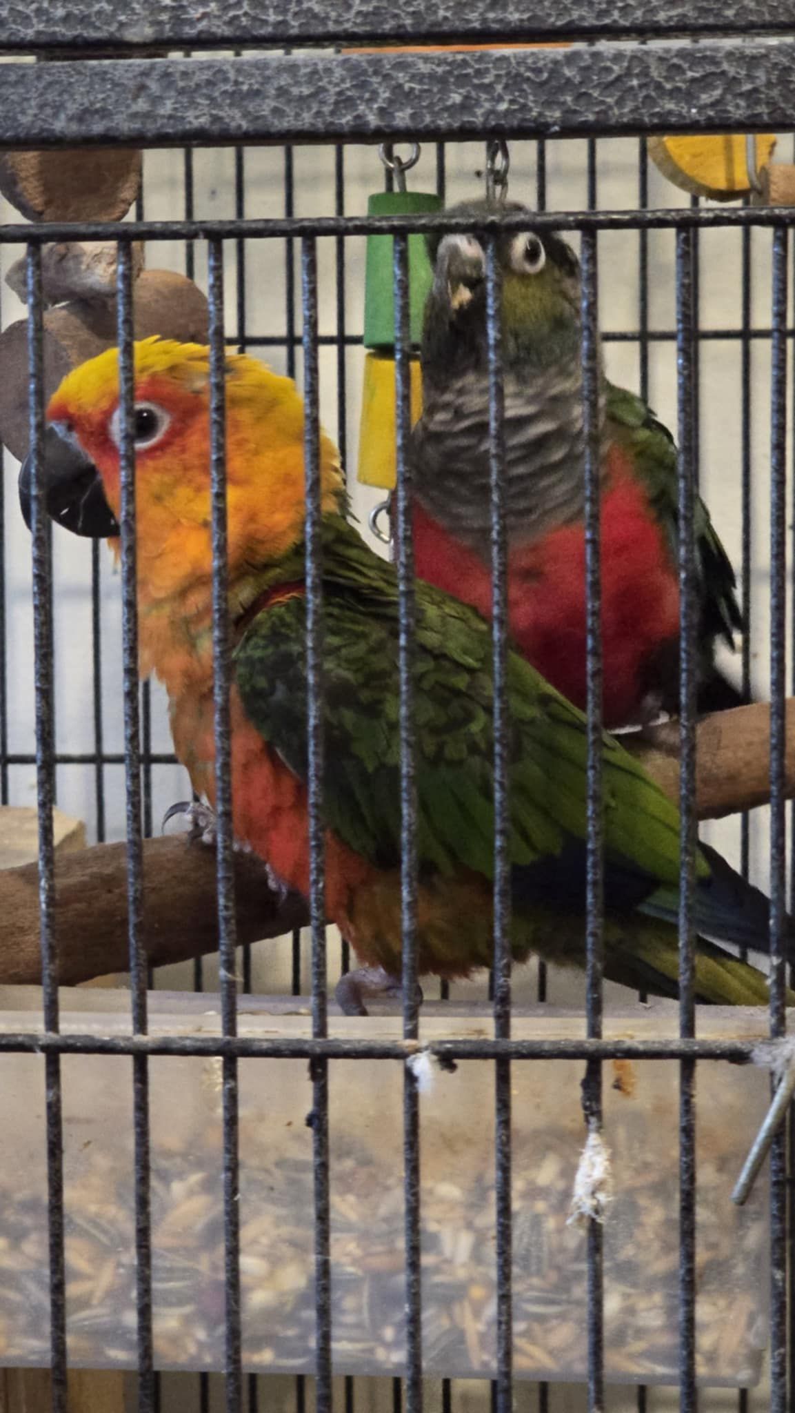 Budgie rescue and sanctuary