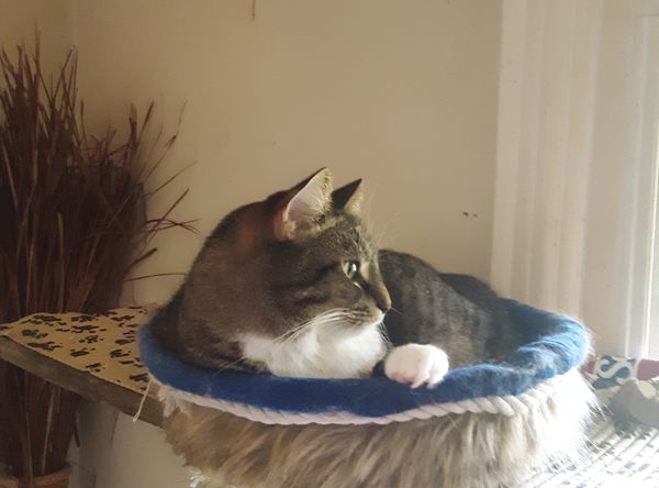 Savethevaniercats Rescue Sanctuary