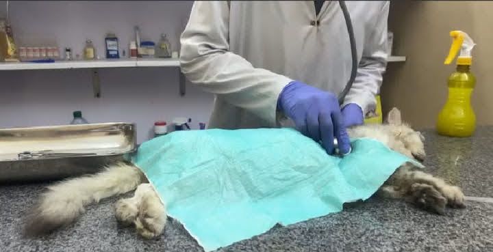 Savethevaniercats Rescue Sanctuary