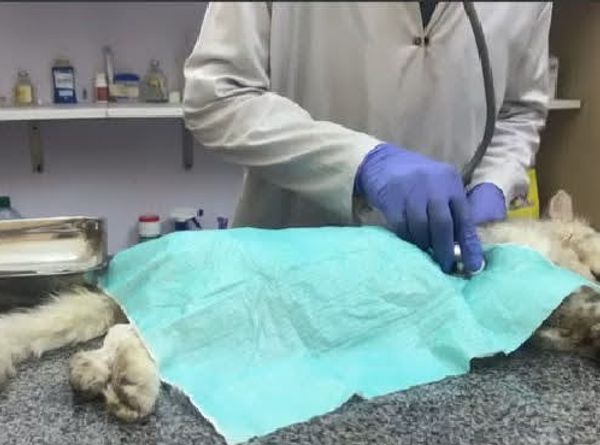 Savethevaniercats Rescue Sanctuary