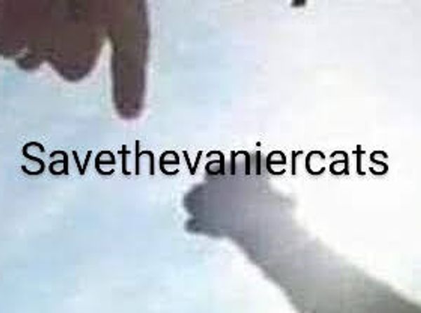 Savethevaniercats Rescue Sanctuary