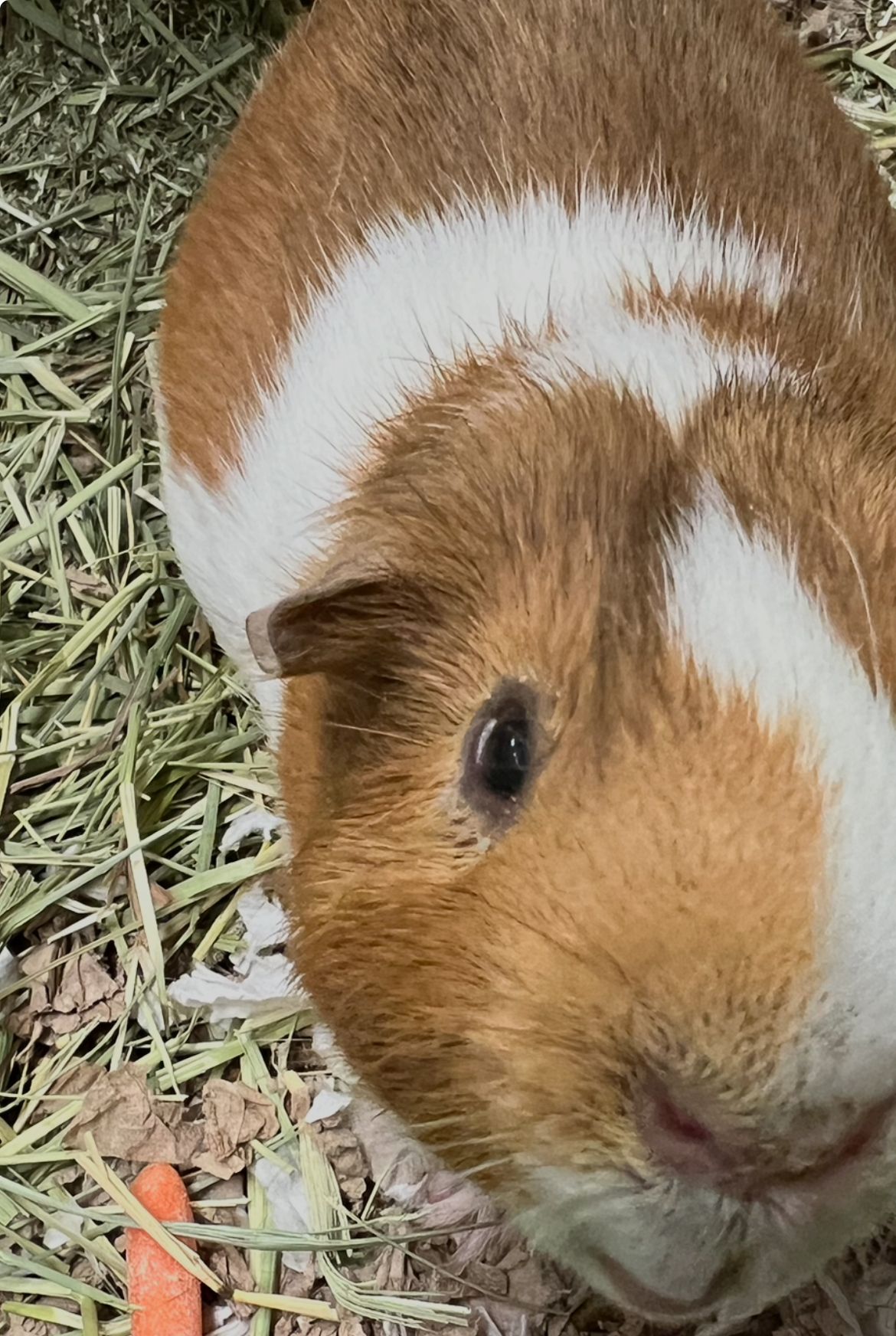 Amwell Animal Rescue Group-AARG