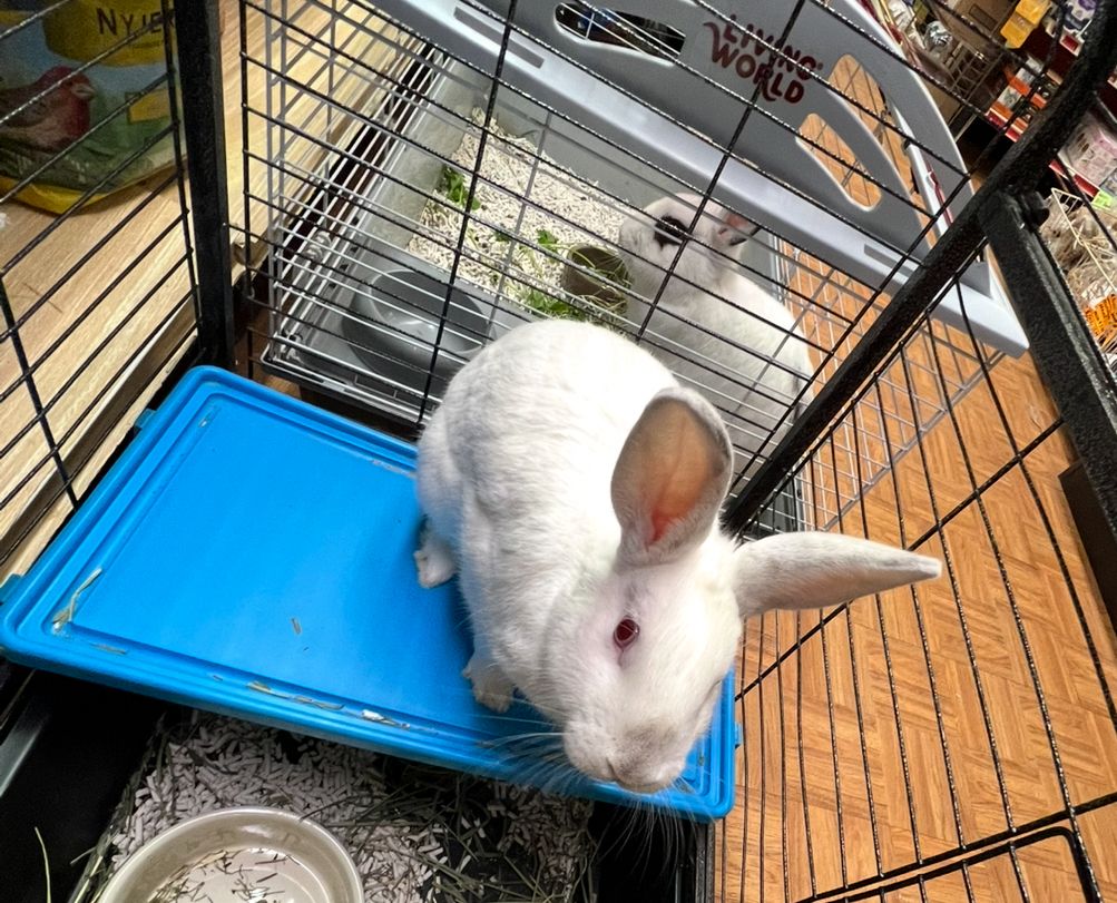 Amwell Animal Rescue Group-AARG