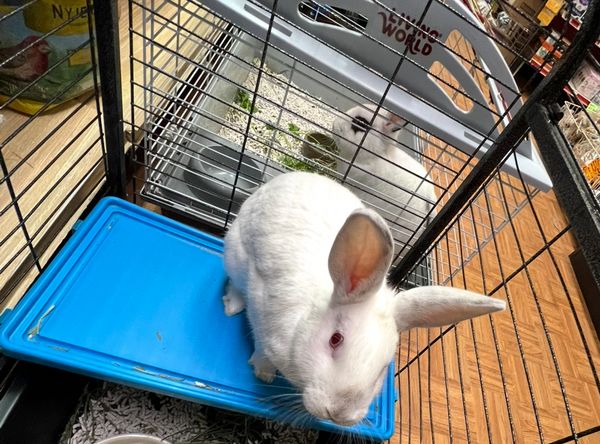 Amwell Animal Rescue Group-AARG