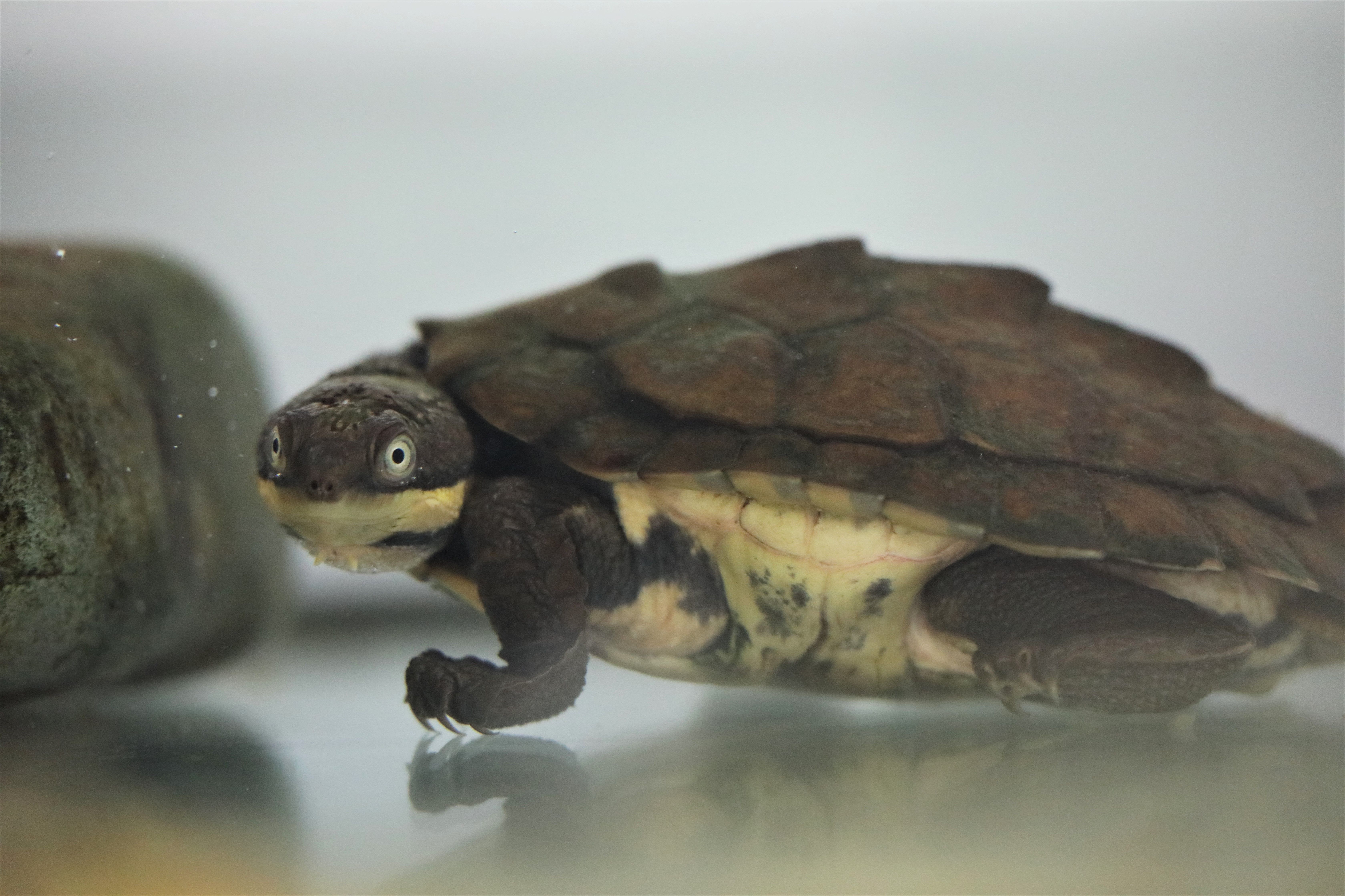 Australian Wildlife Ark Limited - Aussie Ark