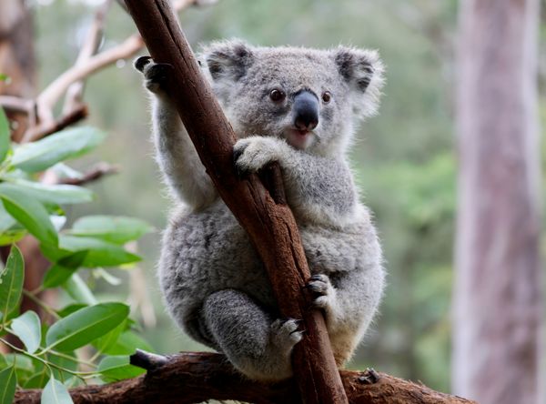 Australian Wildlife Ark Limited - Aussie Ark